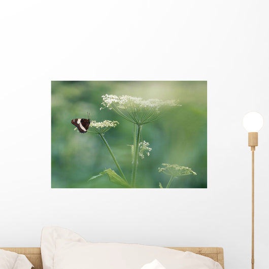 White Admiral Butterfly On Cow Parsnip, Alberta, Canada Wall Mural