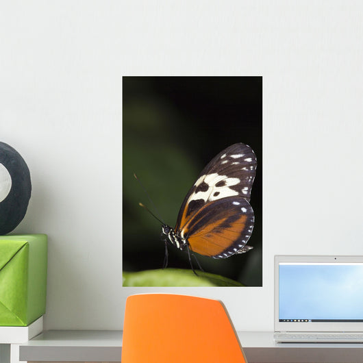 Butterfly, Niagara Botanical Gardens, Niagara Falls, Ontario Wall Mural
