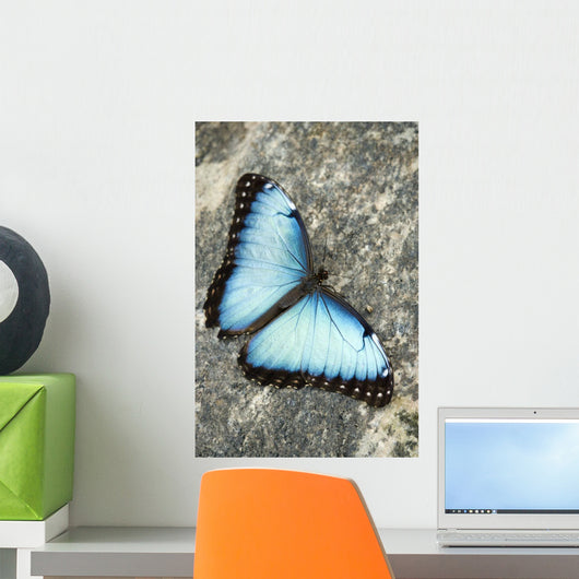 Butterfly, Niagara Botanical Gardens, Niagara Falls, Ontario Wall Mural