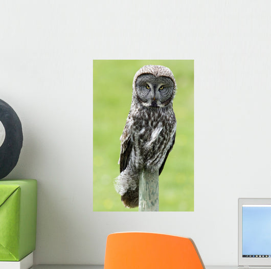 Great Grey Owl, Water Valley, Alberta, Canada Wall Mural
