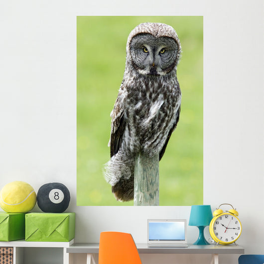 Great Grey Owl, Water Valley, Alberta, Canada Wall Mural