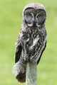 Great Grey Owl, Water Valley, Alberta, Canada Wall Mural