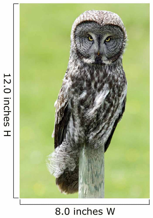 Great Grey Owl, Water Valley, Alberta, Canada Wall Mural