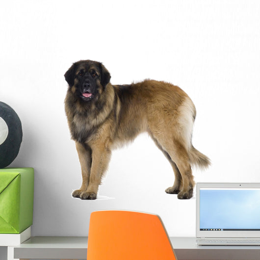 Leonberger dog Wall Decal