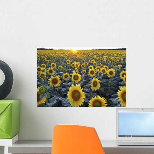 Field Of Sunflowers Wall Mural