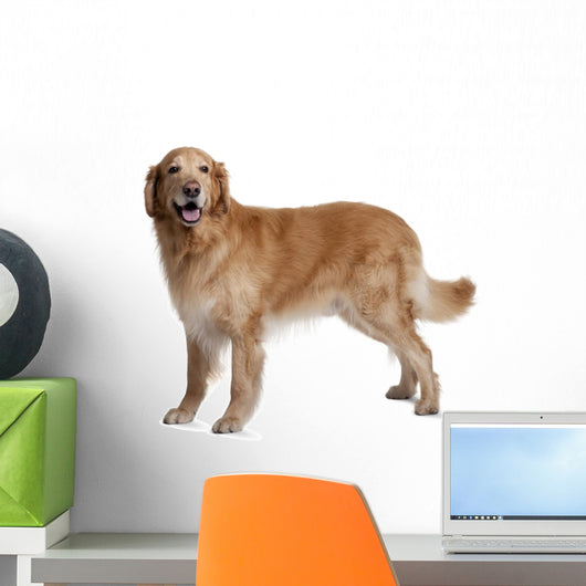 Hovawart Dog Standing Wall Decal