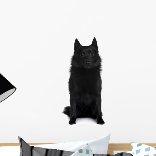 Schipperke dog Wall Decal