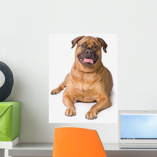 Bullmastiff Dog On White Background Wall Mural