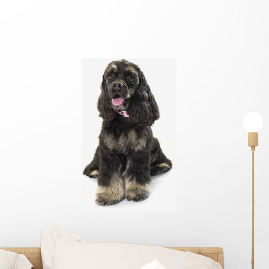 Black Cocker Spaniel With Golden Boots On White Studio Background Wall Decal