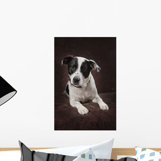Jack Russell Terrier On A Brown Studio Background Wall Mural