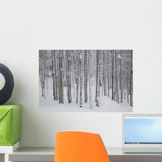 Frost And Snow-Covered Bare Trees In Forest In Winter Wall Mural