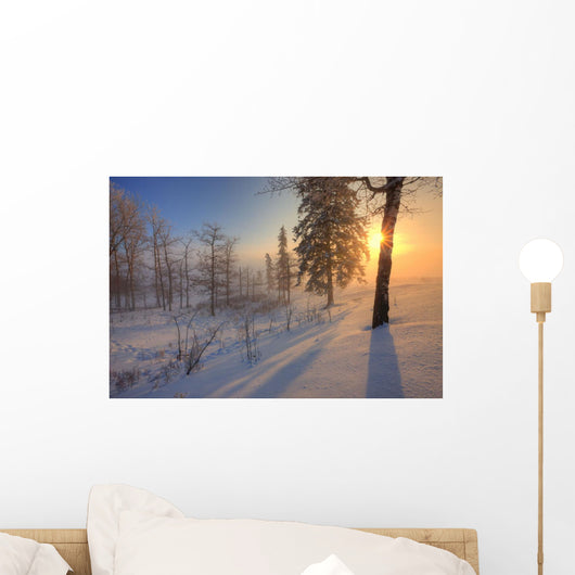 Sun Rising Behind Trees On Snowy Cattle Pasture In Winter Wall Mural