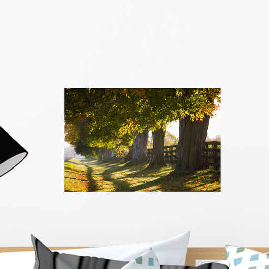 Line Of Maple Trees Along Rural Road In Morning Light Wall Mural