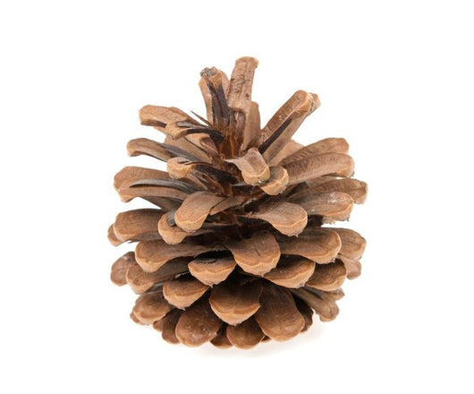 Pine Cone White Wall Decal