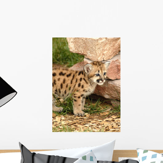 Snow Lepard
