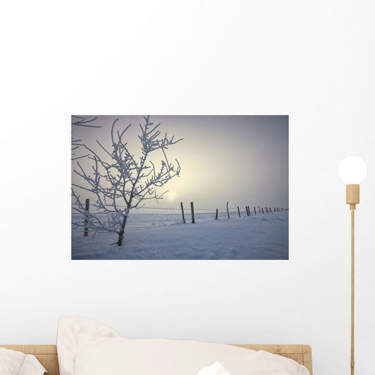 Hoar Frost Covering Trees And Barbed Wire Fence On Winter Morning Wall Mural