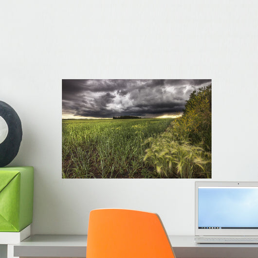 Thunder Clouds Over Field Of Wheat North Of Edmonton, Alberta Wall Mural
