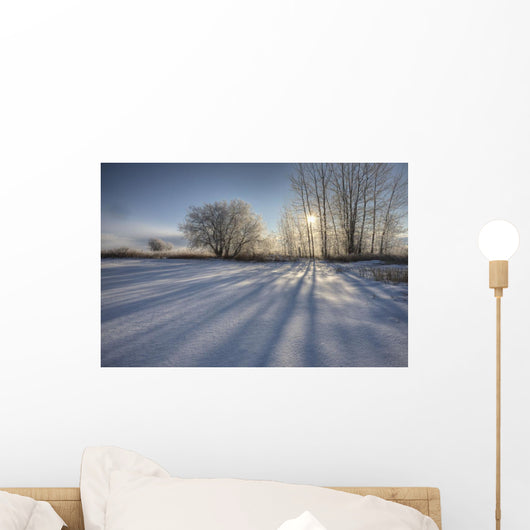 Sunlight Breaking Through Trees On Winter Afternoon, Alberta Wall Mural