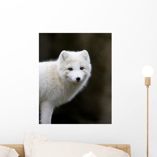 Artic fox Wall Mural