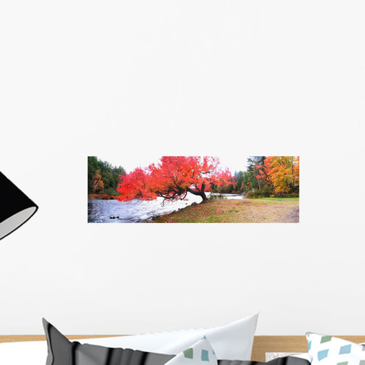 Panorama Of Red Maple Tree, Muskoka, Ontario Wall Mural