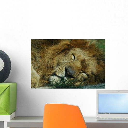 Sleeping Lion Wall Mural