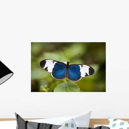 Black / White Helicon Central And South America Wall Mural