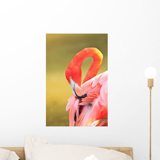Caribbean Flamingo At The San Diego Zoo Wall Mural