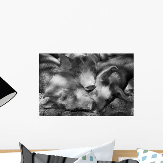 Three Piglets Sleeping Against Each Other In The Shade Wall Mural