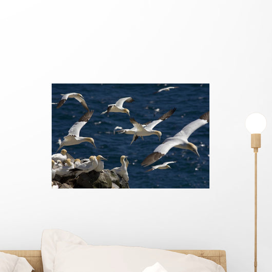 Newfoundland And Labrador Wall Mural