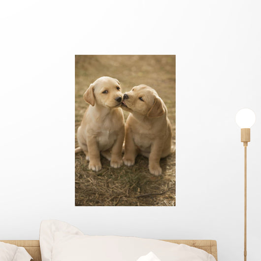 Mixed Breed 8-Week Old Puppy In Farm Yard Near Cochrane, Alberta Wall Mural