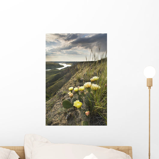 Prickly-Pear Cactus Along The South Saskatchewan River Near Leader Wall Mural