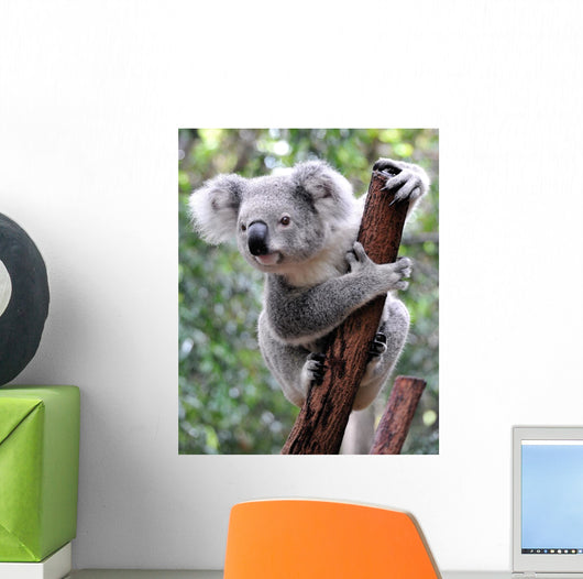 Curious Koala