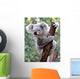 Curious Koala