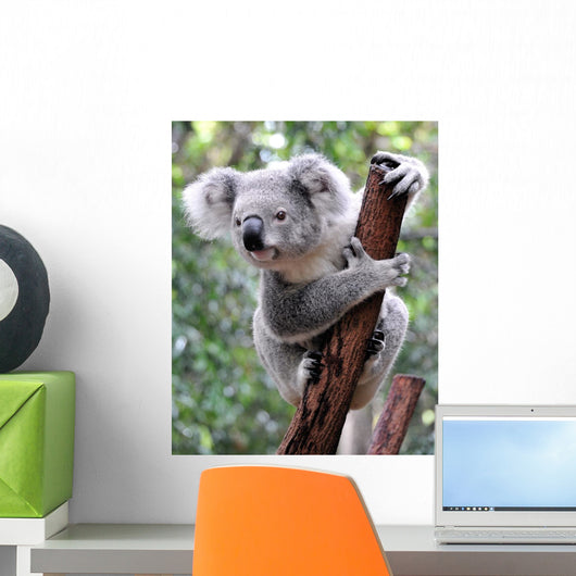 Curious Koala