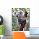 Curious Koala