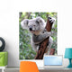 Curious Koala