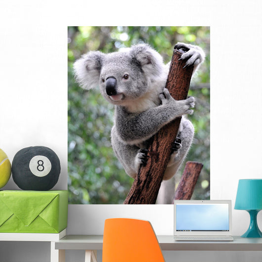Curious Koala