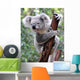 Curious Koala