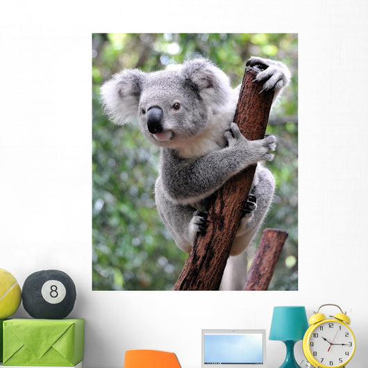 Curious Koala