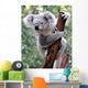 Curious Koala