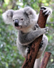 Curious Koala