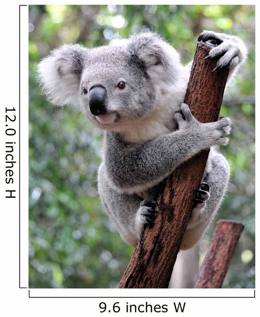 Curious Koala