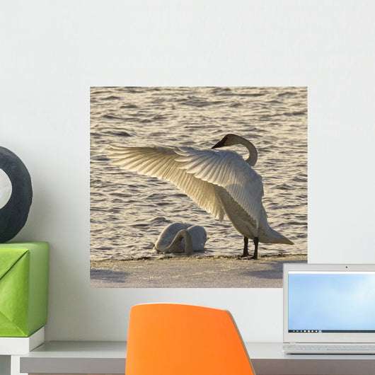 Swan Fanning Its Wings On The Ice Along The Tagish River, Yukon Wall Mural