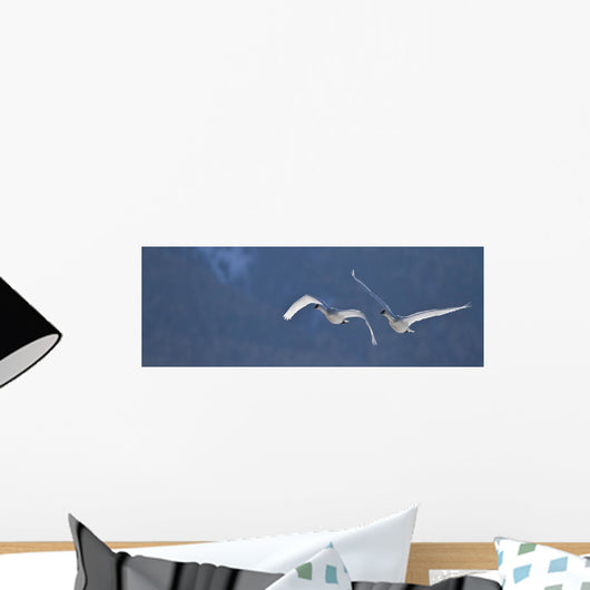 Swans Flying In Formation, Yukon Wall Mural