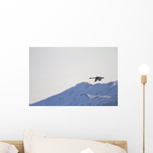 Swan In Flight, Yukon Wall Mural