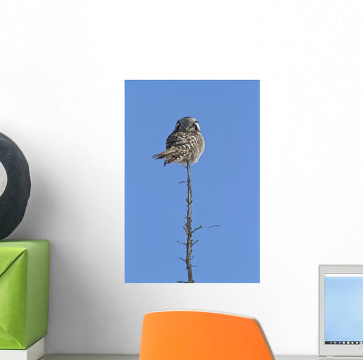 Northern Boreal Owl Wall Mural
