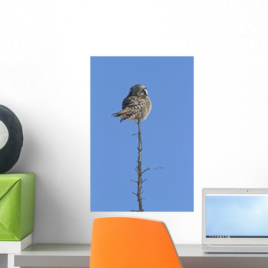Northern Boreal Owl Wall Mural
