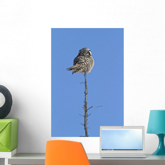Northern Boreal Owl Wall Mural