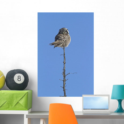 Northern Boreal Owl Wall Mural