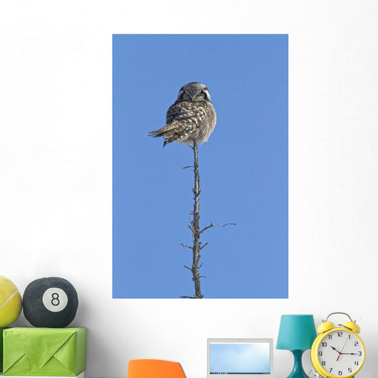 Northern Boreal Owl Wall Mural